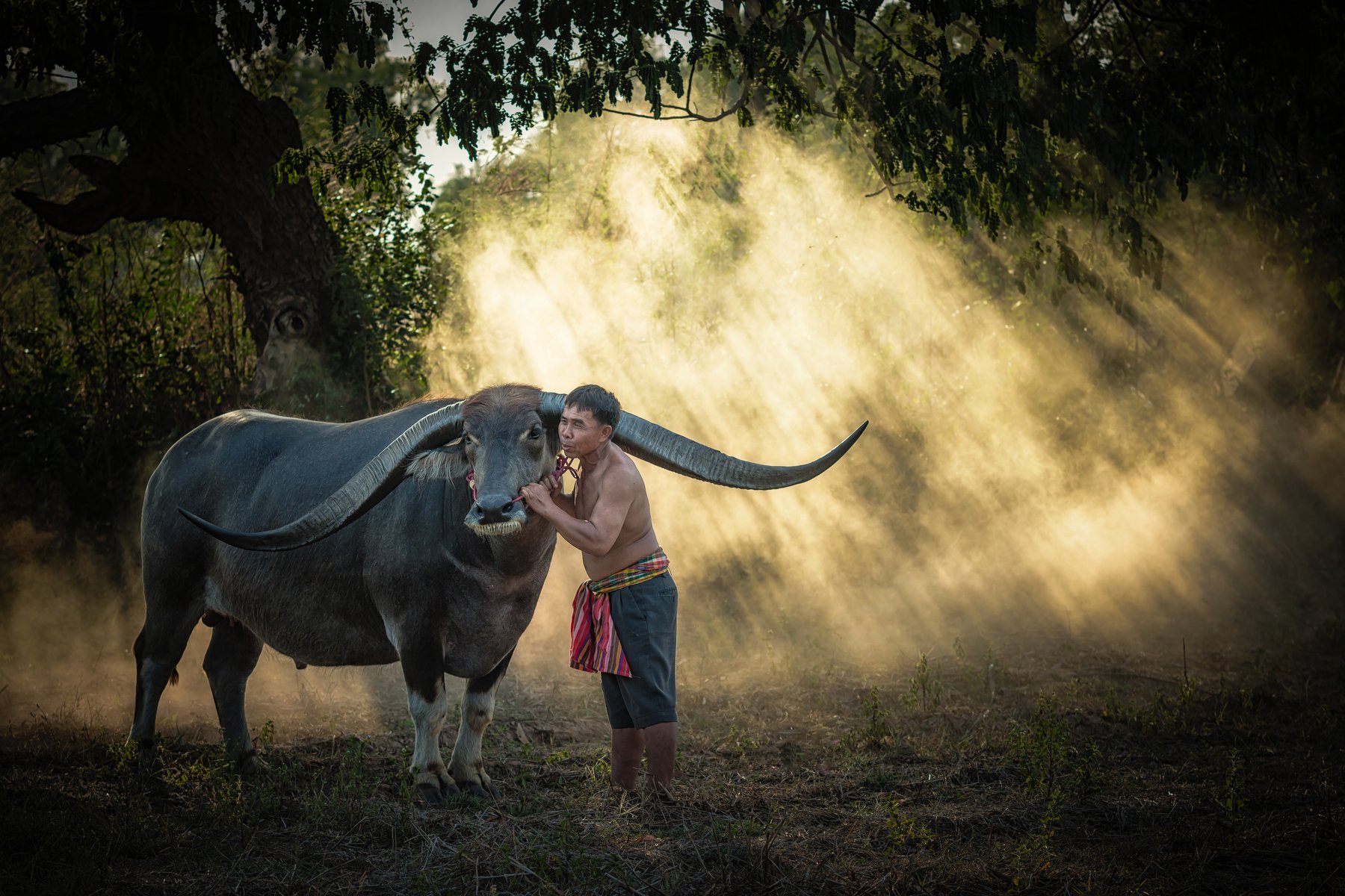 agriculture; animal; asia; asian; beautiful; beauty; buffalo; countryside; couple; culture; cute; face; farm; farmer; farmland; female; field; grass; green; handsome; happiness; happy; laos; leisure; lifestyle; long; love; mammal; meadow; myanmar; nature;, Visoot Uthairam