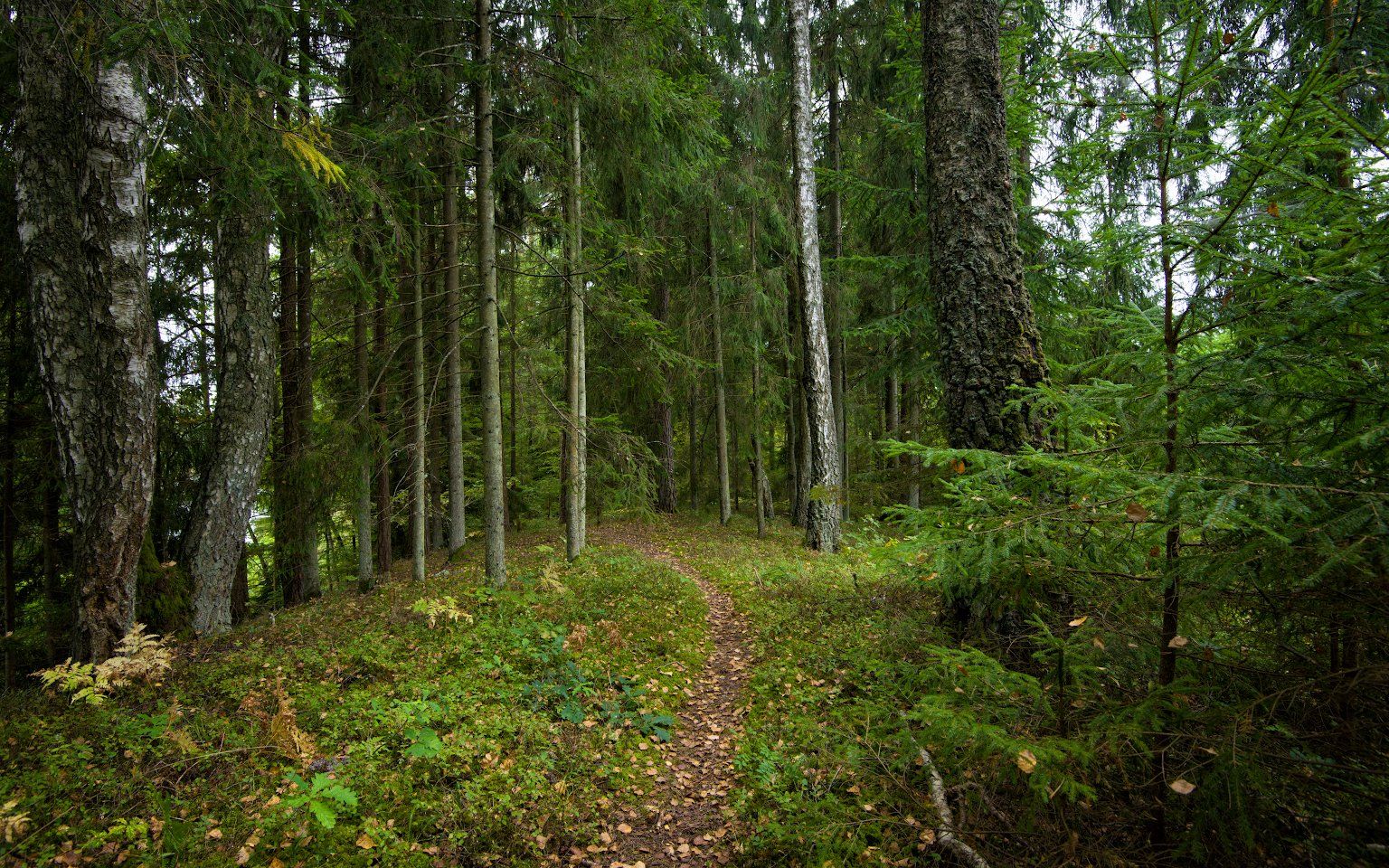 осень пейзаж латвия лес, Алексей Мельситов