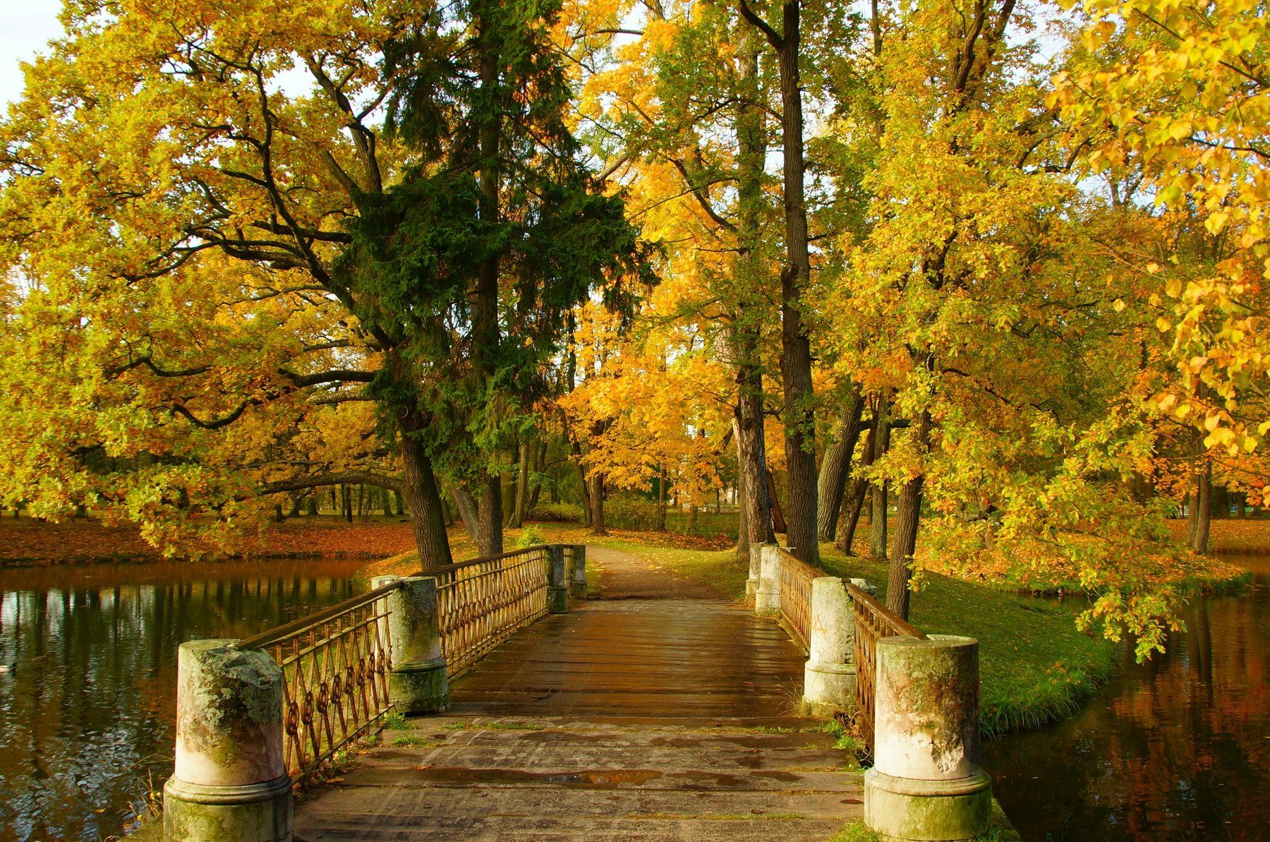 autumn, bridge, trees, nature, pond, landscape, Сергей Андреевич