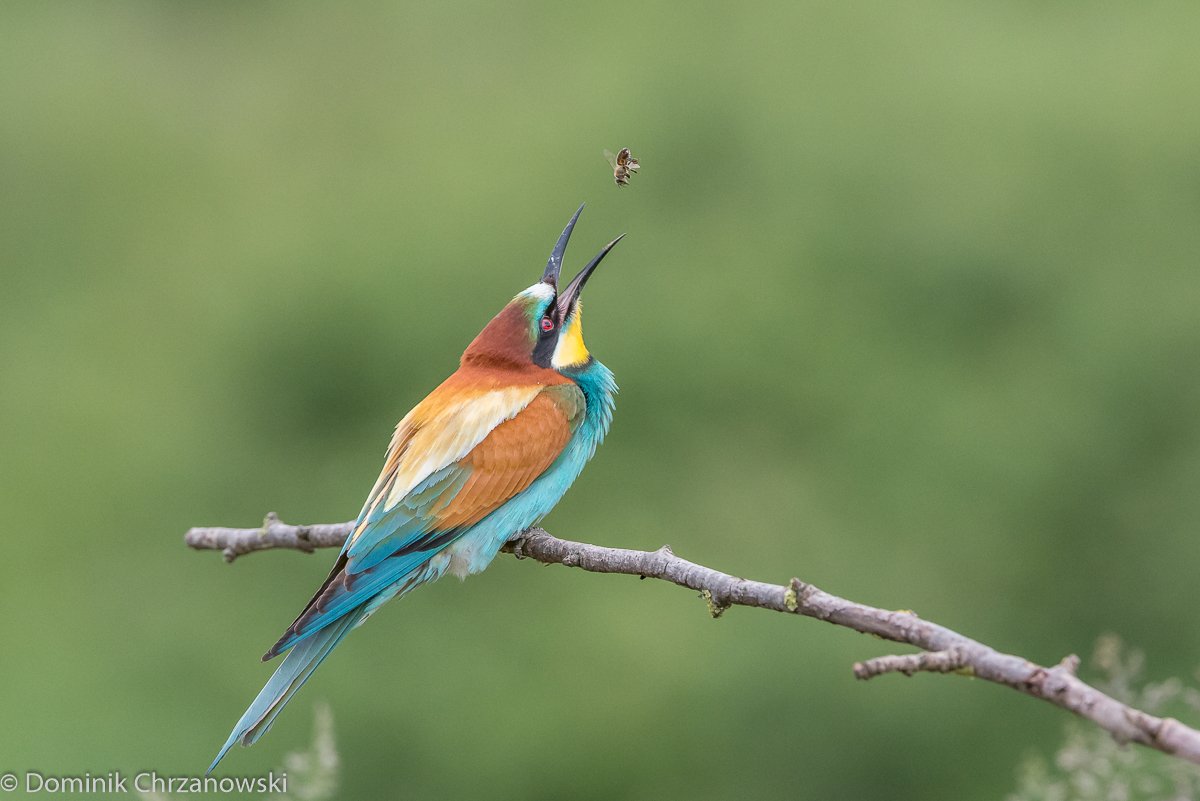 european bee-eater, aves, birds, merops apiaster, dominik chrzanowski wildlife photography, Dominik Chrzanowski