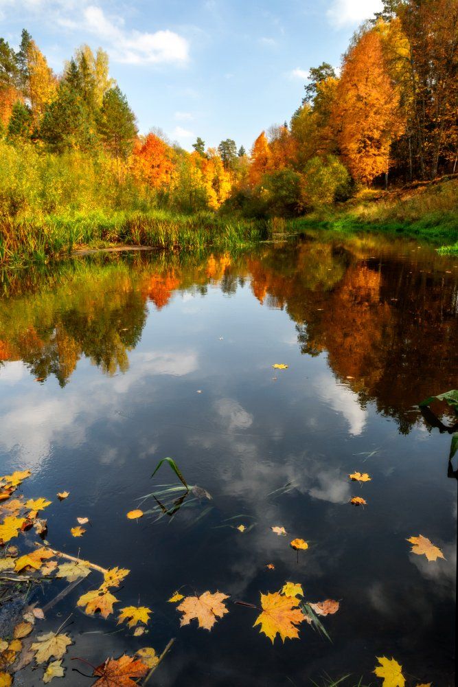 Золотая осень, Кленовые листья, Лес, Небо, Осень, Отражение, Пейзаж, Природа, Река, Россия, Юлия Лаптева