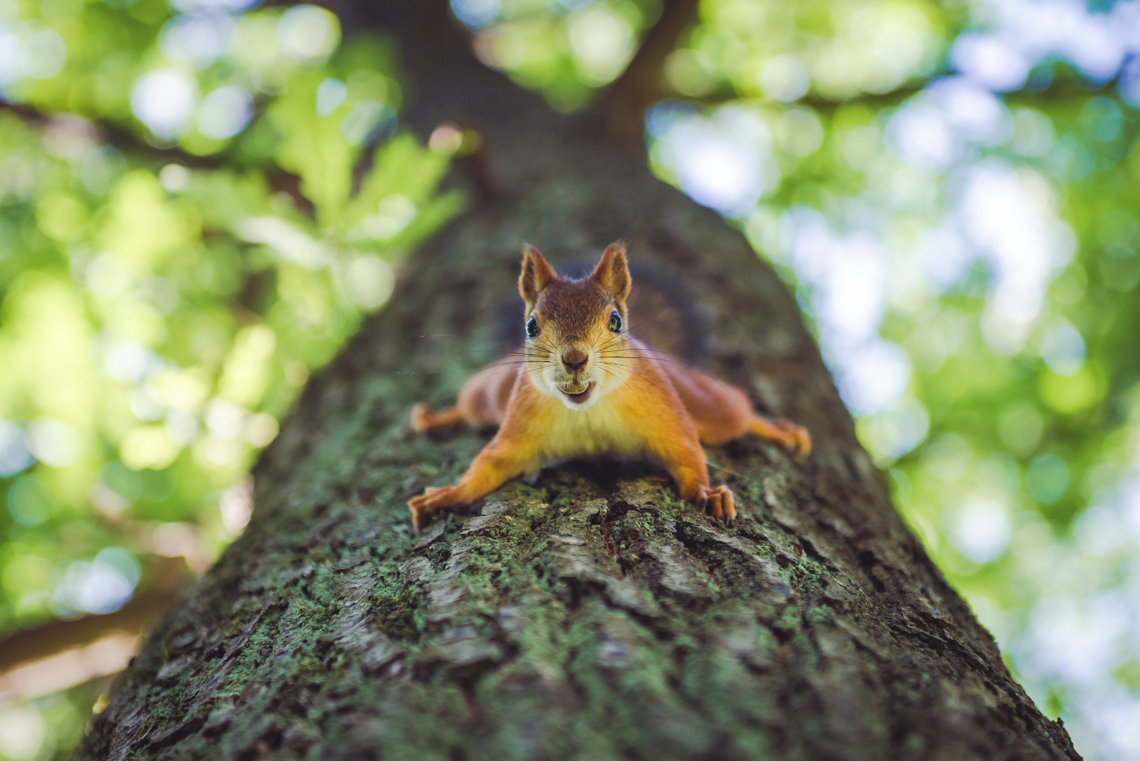 animal, background, beautiful, branch, brown, color, cute, day, eating, feed, fluffy, forest, front, fur, mammal, nature, nut, orange, outdoor, park, red, rodent, sitting, small, squirrel, summer, tail, tree, weekend, wild, wildlife, with, Никонов Данил