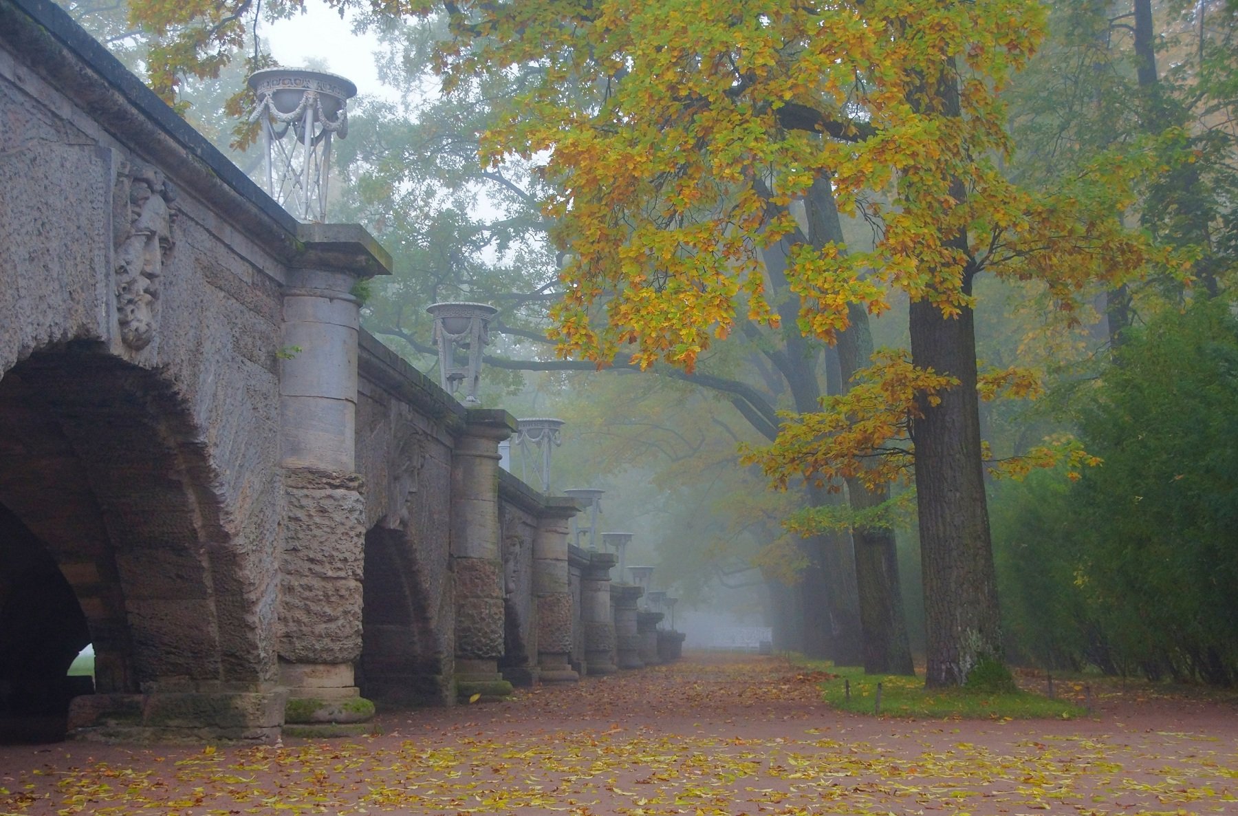 Fog, Park, morning, nature, tree, Сергей Андреевич