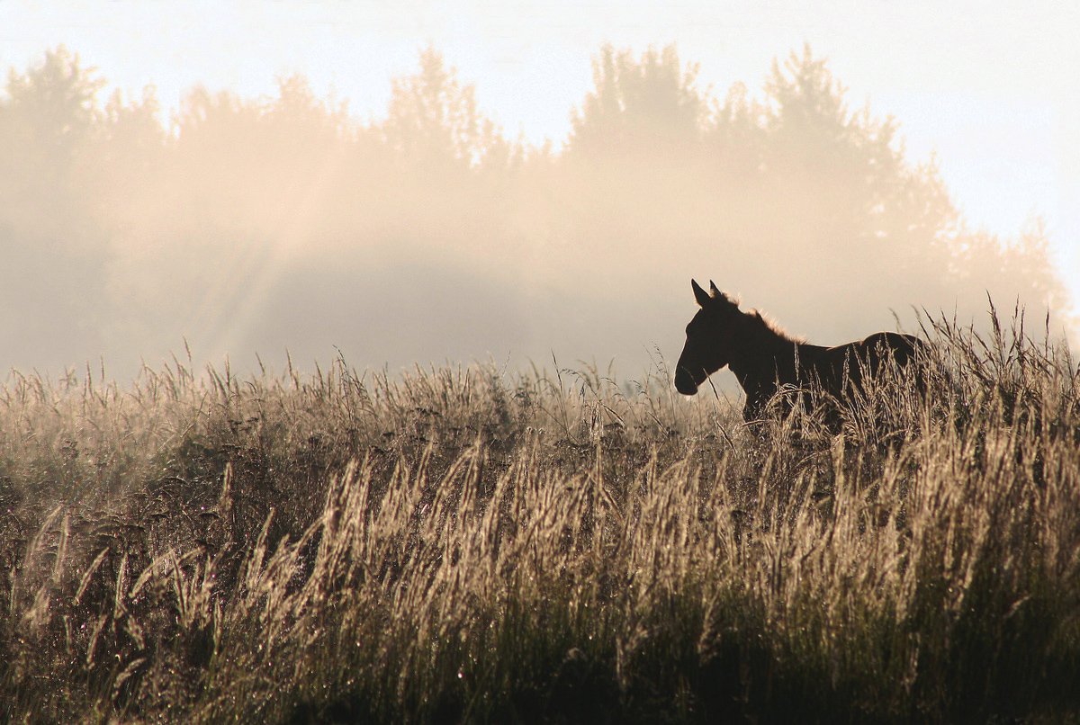 туман, лошади, Свистков Александр