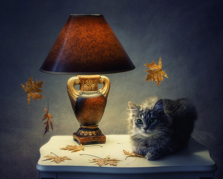 фото, котенок, настольная лампа, осенние листья, Ирина Приходько