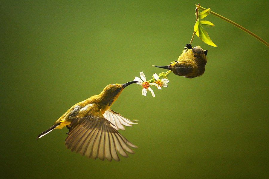 sunbird, animal, aves, hovering, action, Budi Gunawan