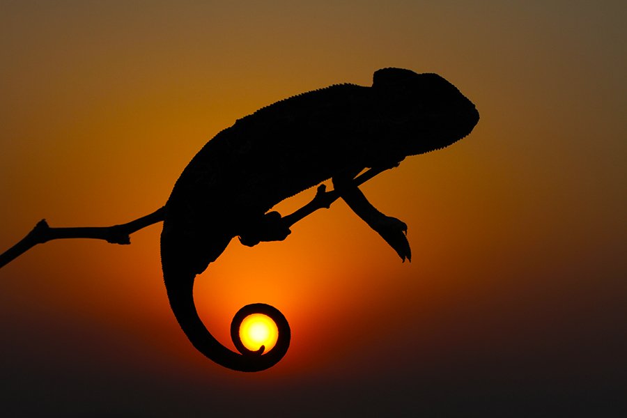 nature,animals,chameleon,sun,sunset,animal,canon,wildlife, mehmet