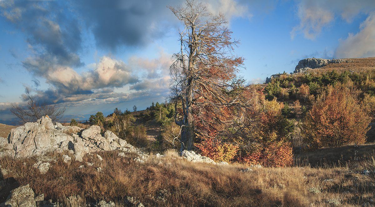 осень,деревья,плато., Борис Костарев