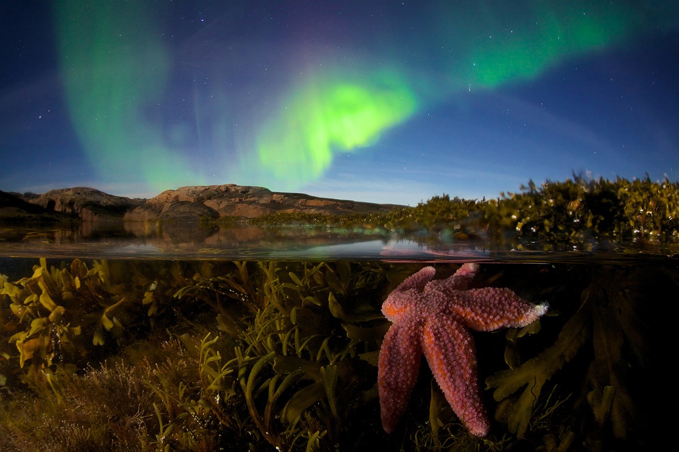 северный ледовитый океан звезда подводная съемка сплит полярное сияние звезды побережье водоросли, Никифоров Егор