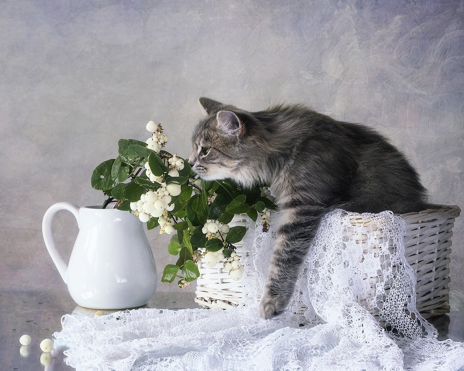 фото, кошка масяня, корзина, кружева, снежные ягоды. кувшин, Ирина Приходько