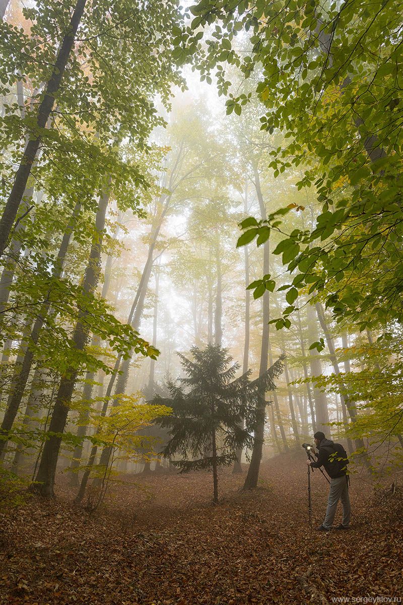 крым, ялта, осень, лес, туман, дерево, листья, фотограф крым, фотограф ялта, пейзажи крыма, осень в крыму, Serge Titov