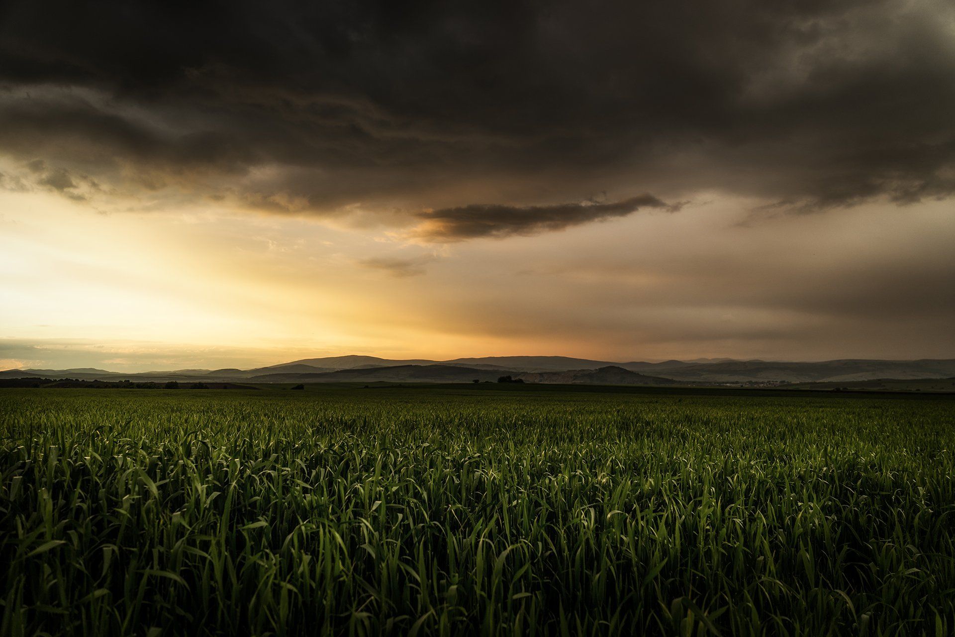 sunset , field , spring , corn , storm , landscape, Михаил Малинов