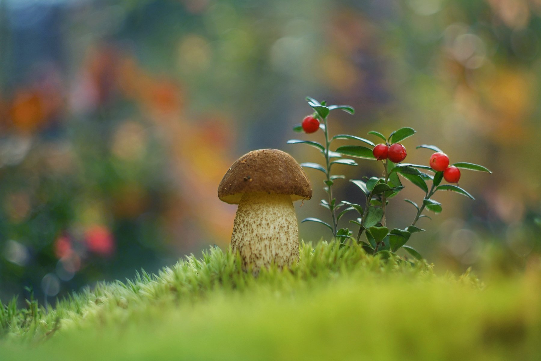 грибы осень природа, Александр Гвоздь