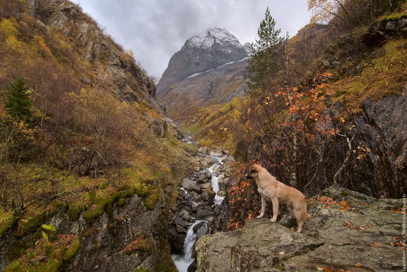 собака,ущелье,кавказ,горы,река,домбай,осень,скала,водопад, Горшков Игорь