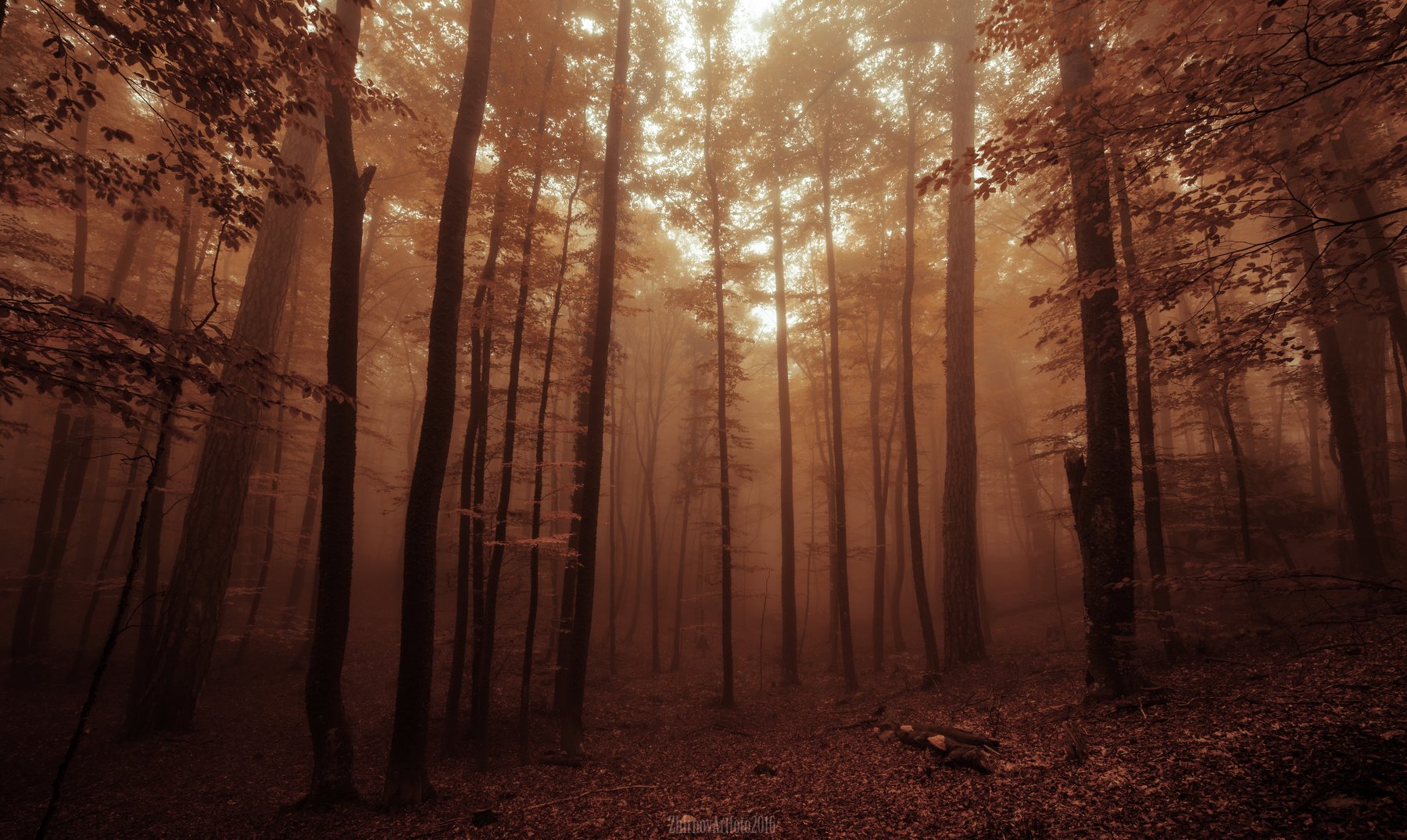 осень, осенний лес,туман, Илья  Жирнов