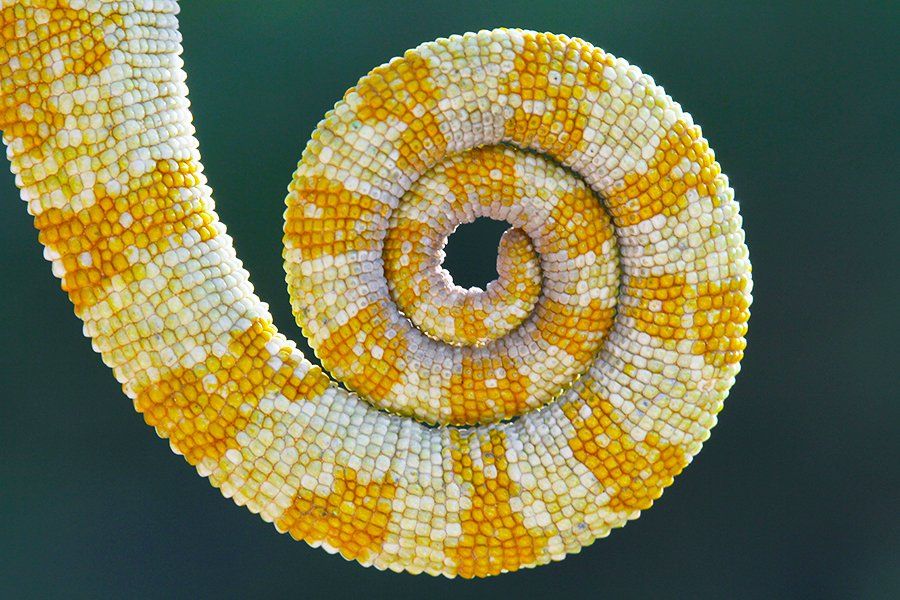 macro,nature,animals,chameleon,detail, mehmet