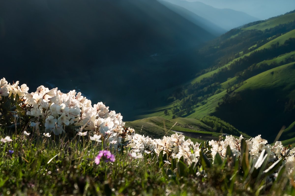 россия, кавказ, архыз, горы, цветы, рододендрон, лето, Olga Antonova