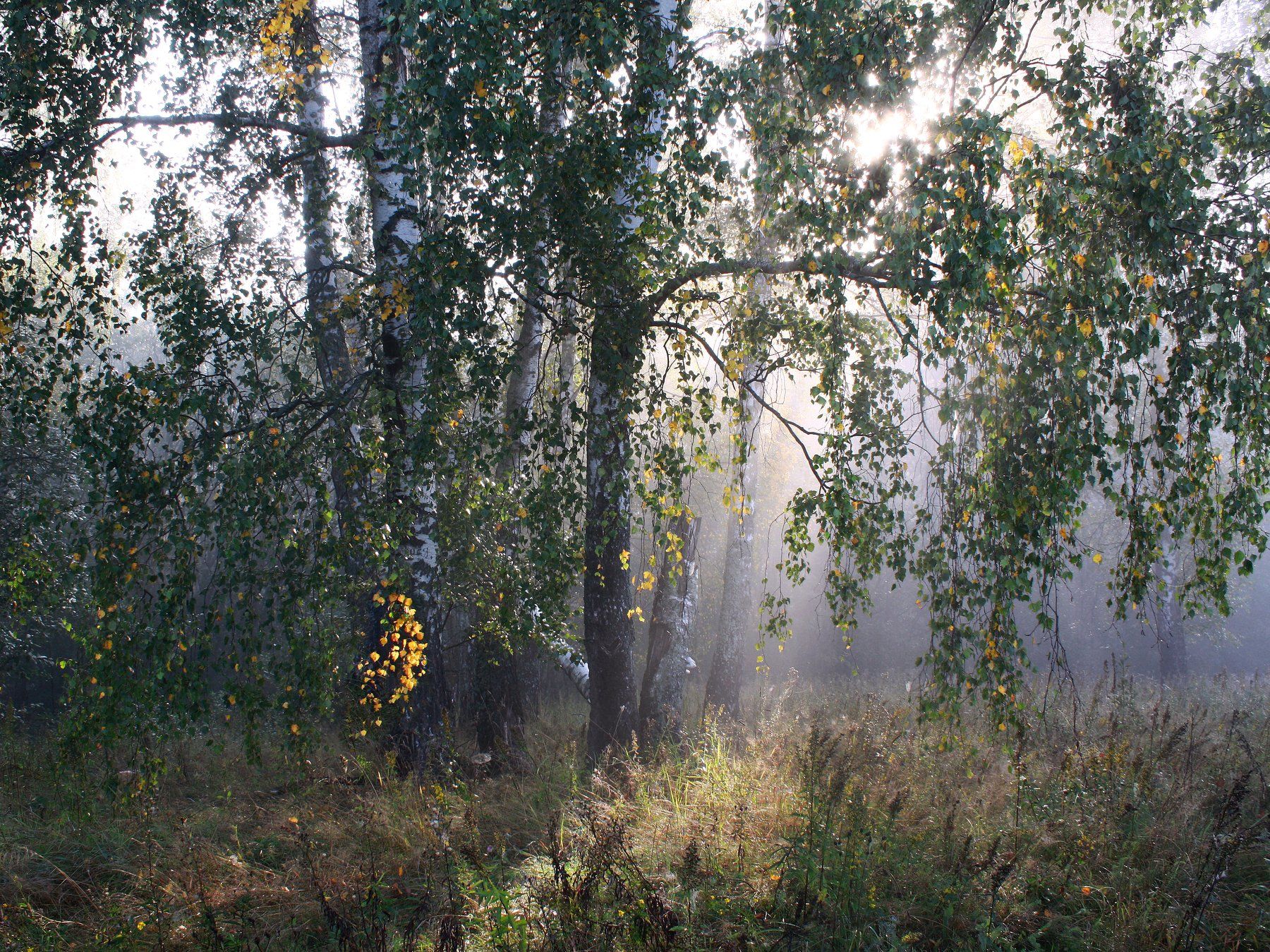 лес , осень , туман, Свистков Александр