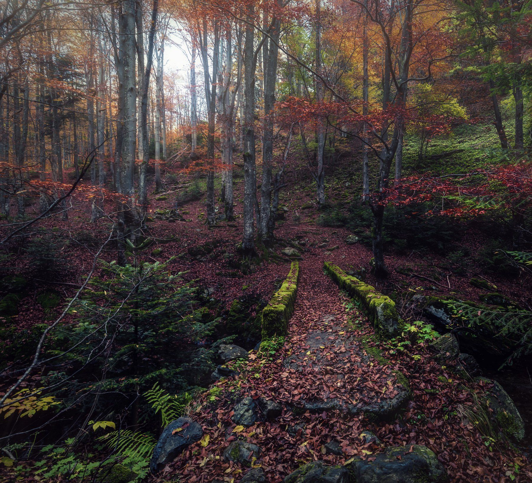 forest, autumn, bridge, tree,landscape, Jeni Madjarova