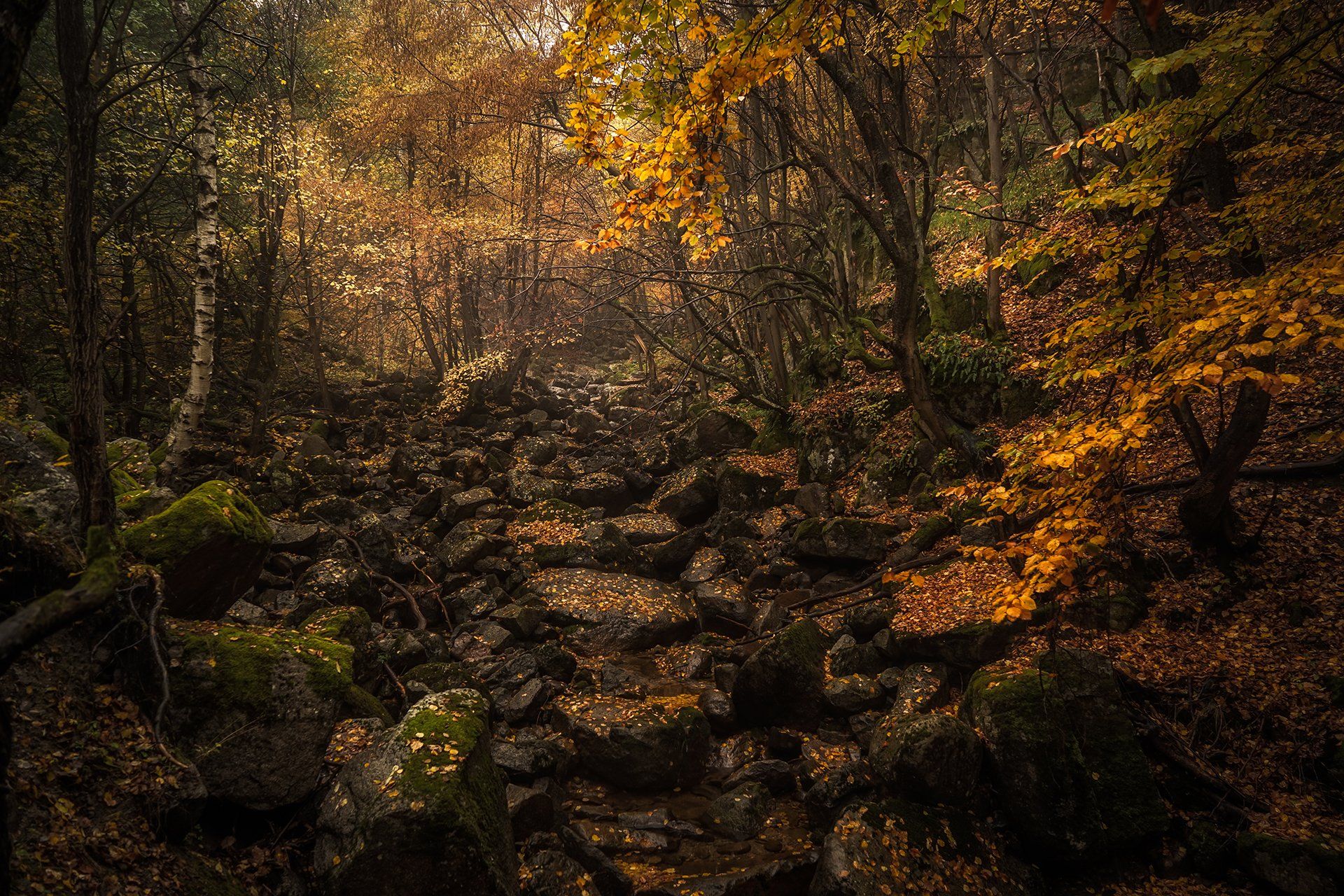 landscape , autumn , forest ,trees , fog, Михаил Малинов