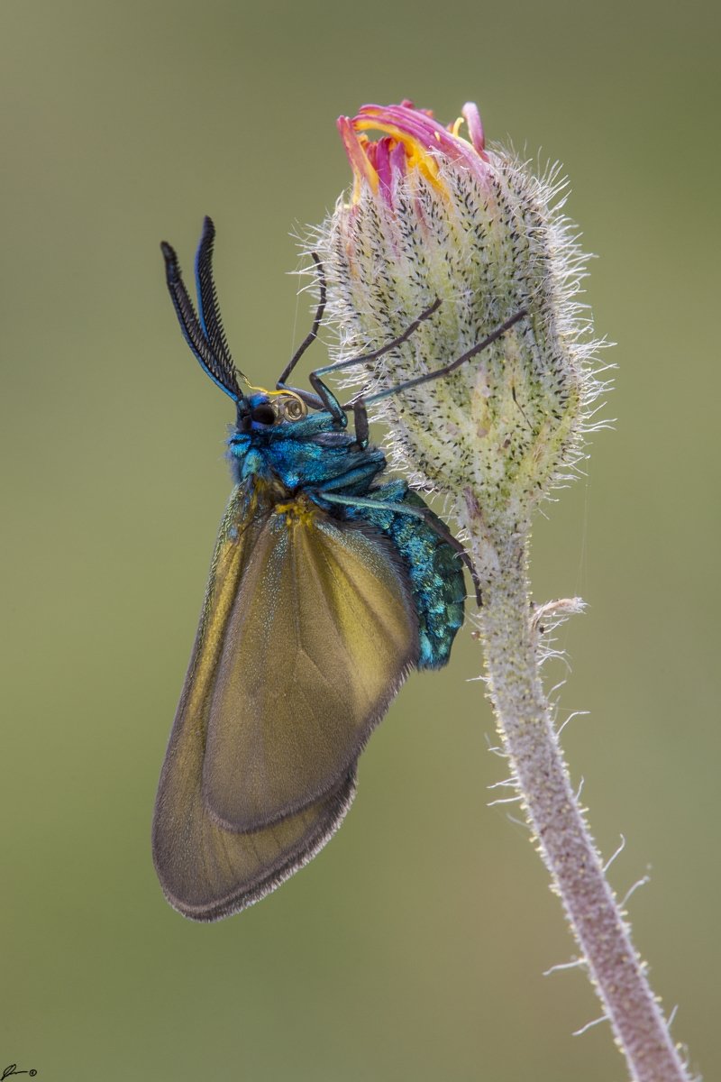 macro, makro, insect, wildlife, nature, butterfly,, Mariusz Oparski