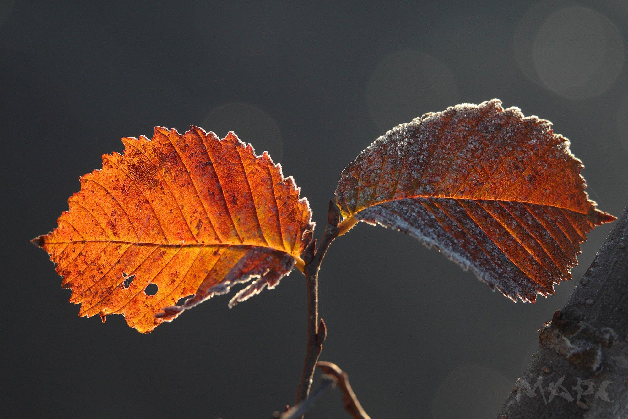 макро природа лист осень солнце иней, Шангареев Марс