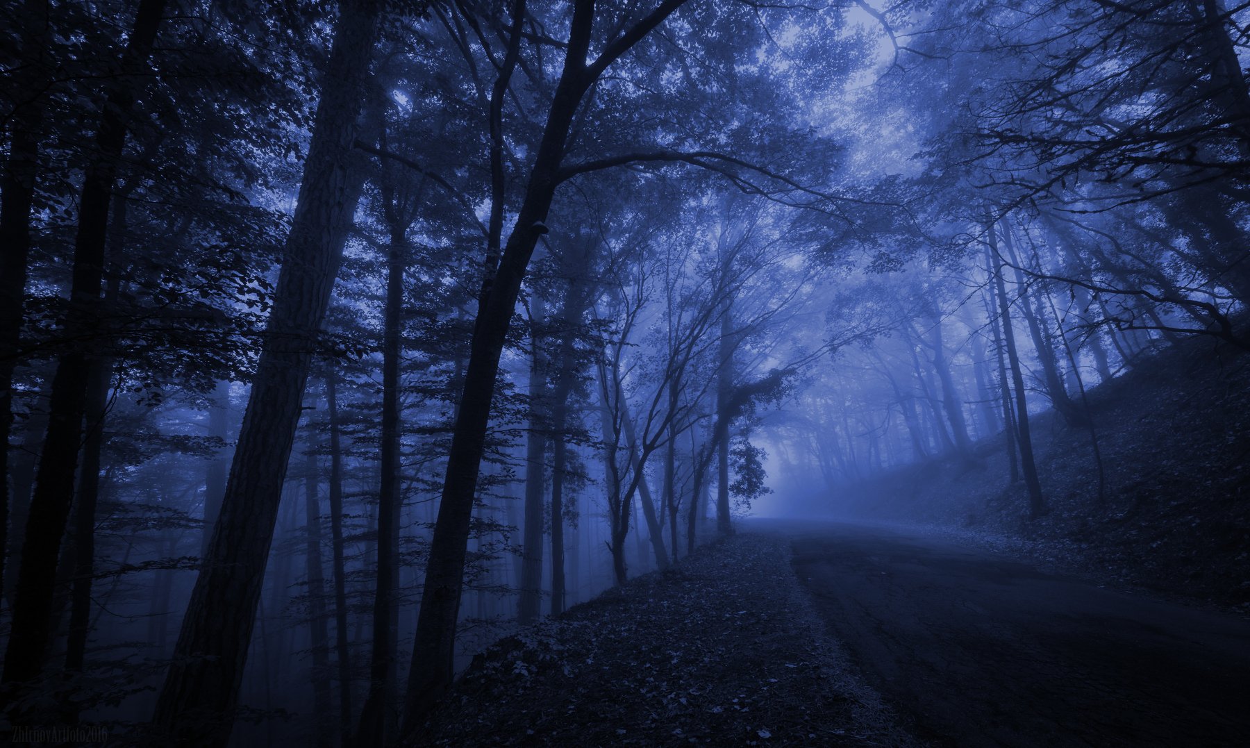 осень, осенний лес,туман,дорога в тумане, Илья  Жирнов