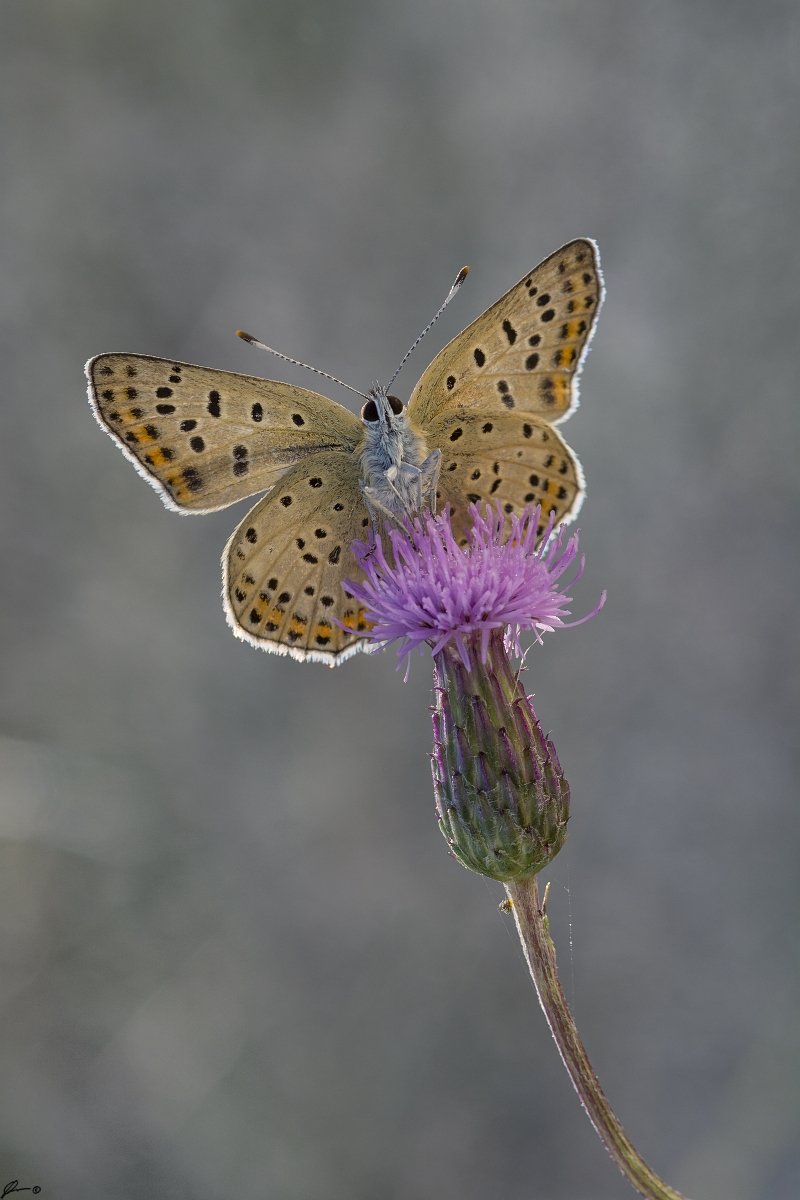 macro, makro, insect, wildlife, nature, butterfly,, Mariusz Oparski