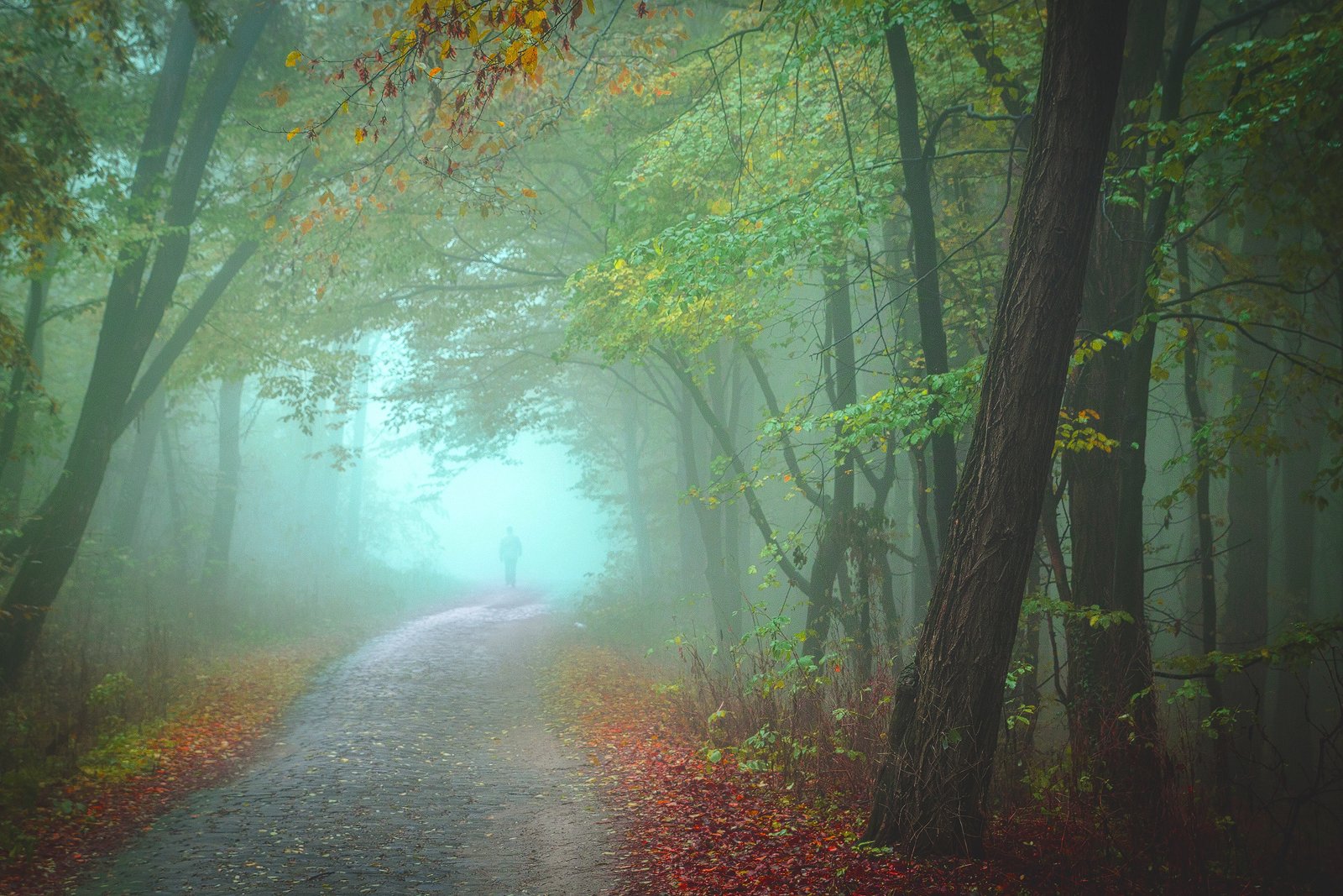 autumn colors, Serban Bogdan