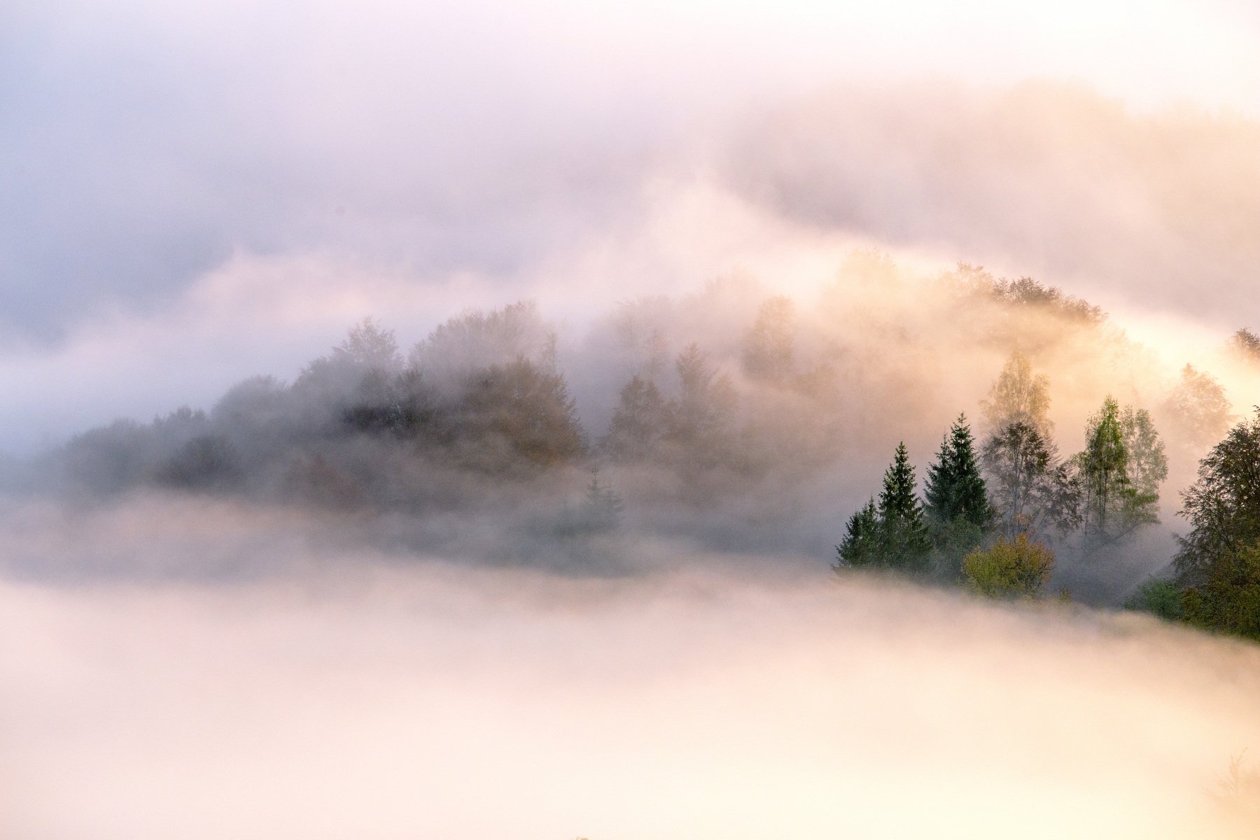 fog,mist,trees,morning,sunrise, Marius Turc