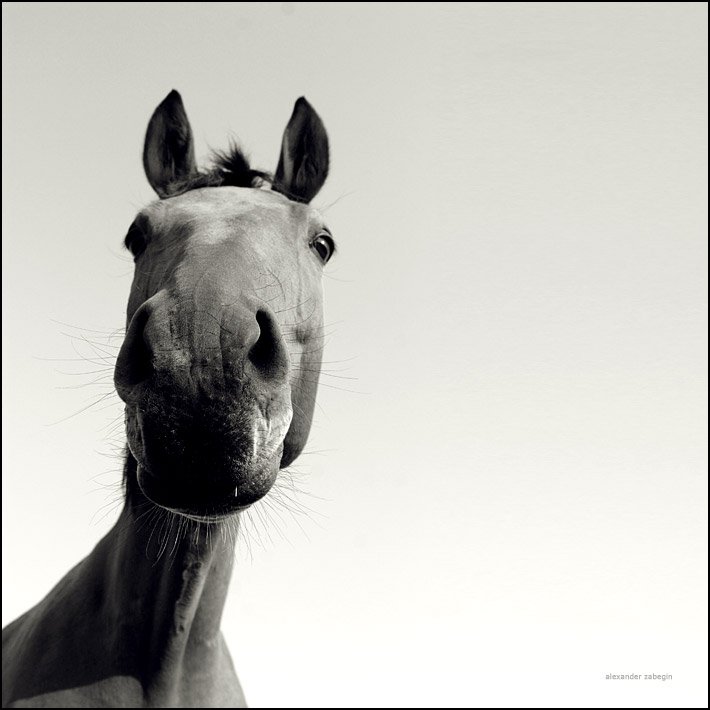 лошадь, лошади, конь, horses, horse, equi, zabegin, Alexander Zabegin