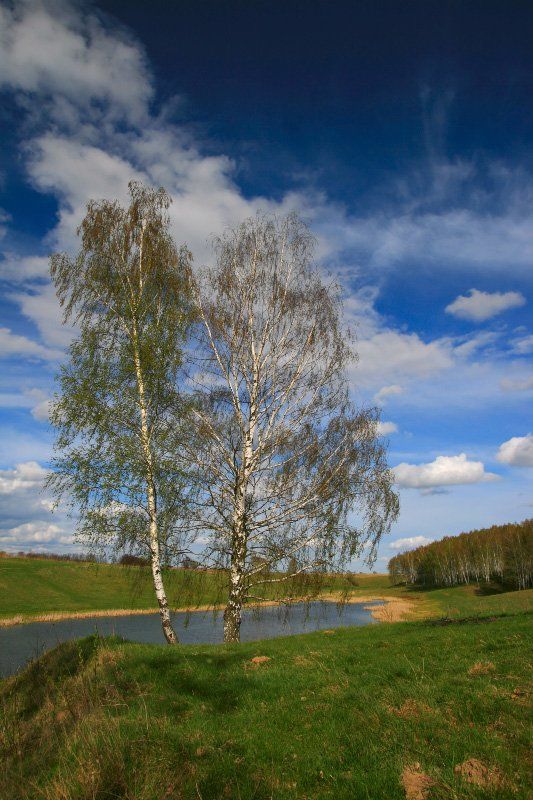 весна, пруд, березы, облака, Георгий