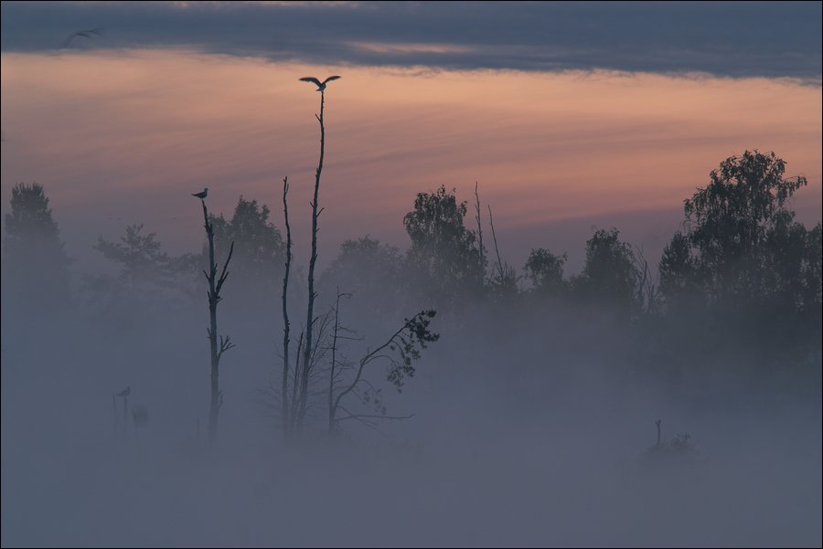 туман утро болото, Сергей Чубаров