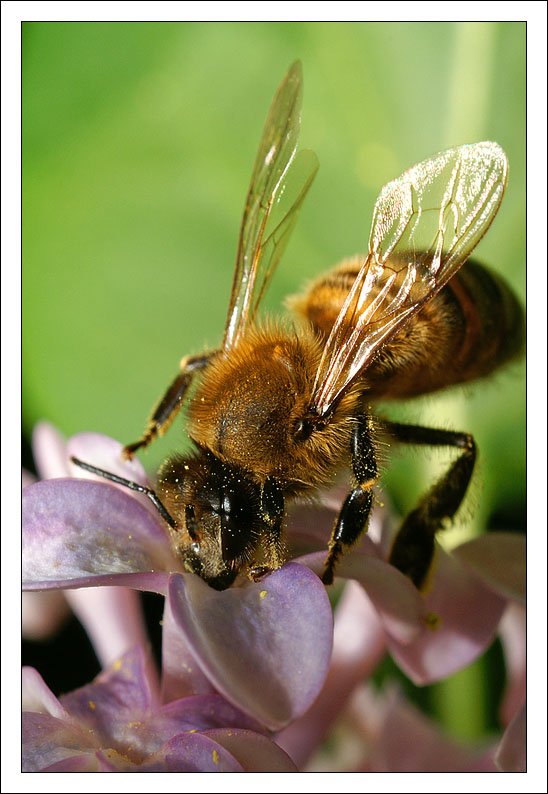 пчела, цветок, макро, нектар, jouris