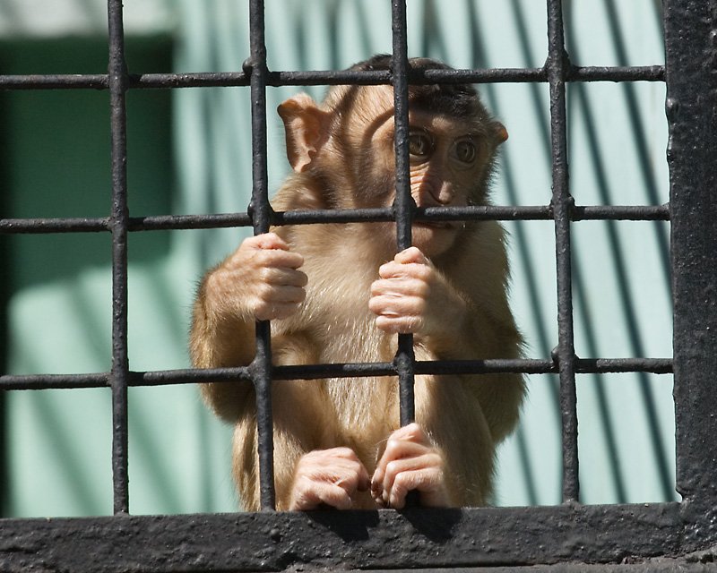 обезьянка, зоопарк, клетка, Сергей Евсеев