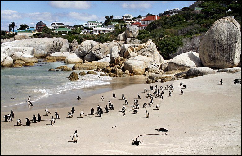 пингвины, океан, кейптаун, африка, пляж, Сергей Майбаум