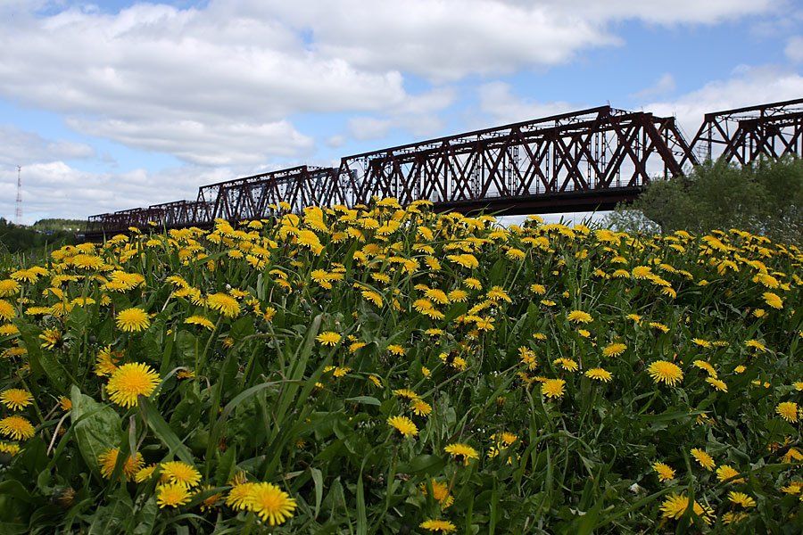 мост река одуванчики лето, denn68