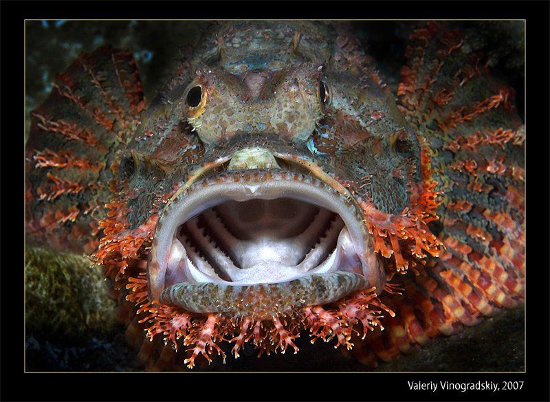 подводное фото скорпена риф красное море виноградский валерий, Виноградский Валерий