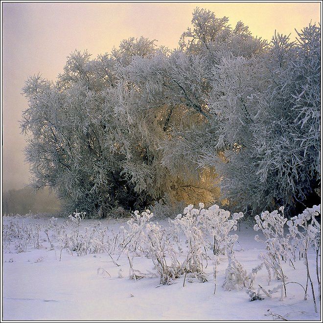 зима, туман, рассвет, Григорий Иващенко