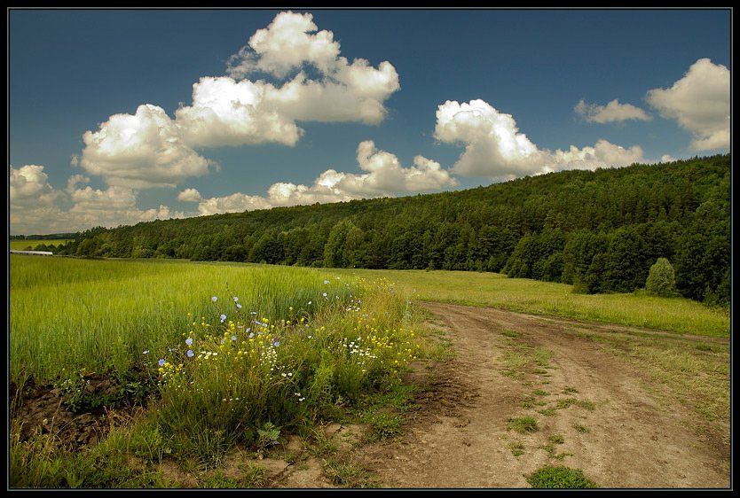 лес, трава, цветы, дорога, облака, Капустин Николай