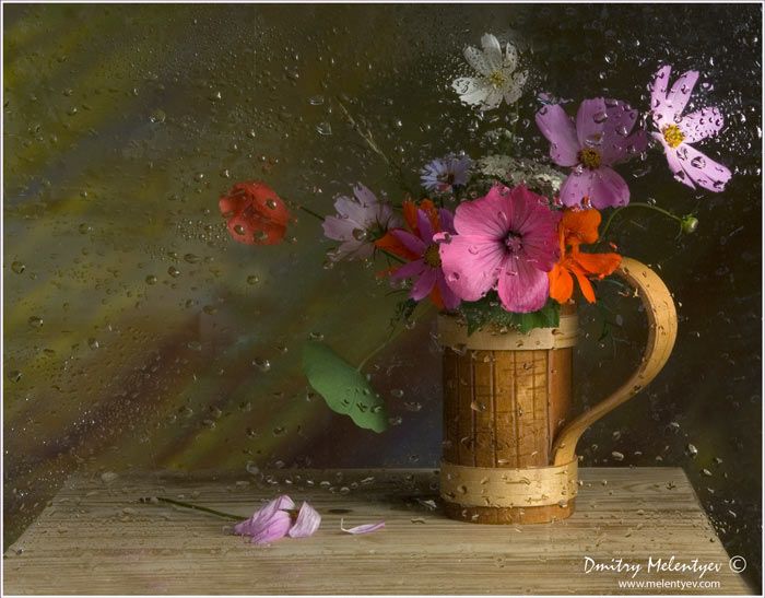цветы дождь вода flowers still-life, Dmitry Melentyev