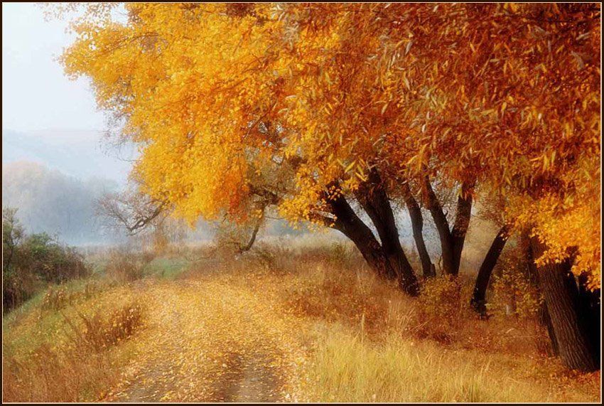 осень,цвет,софт, Качурин Алексей