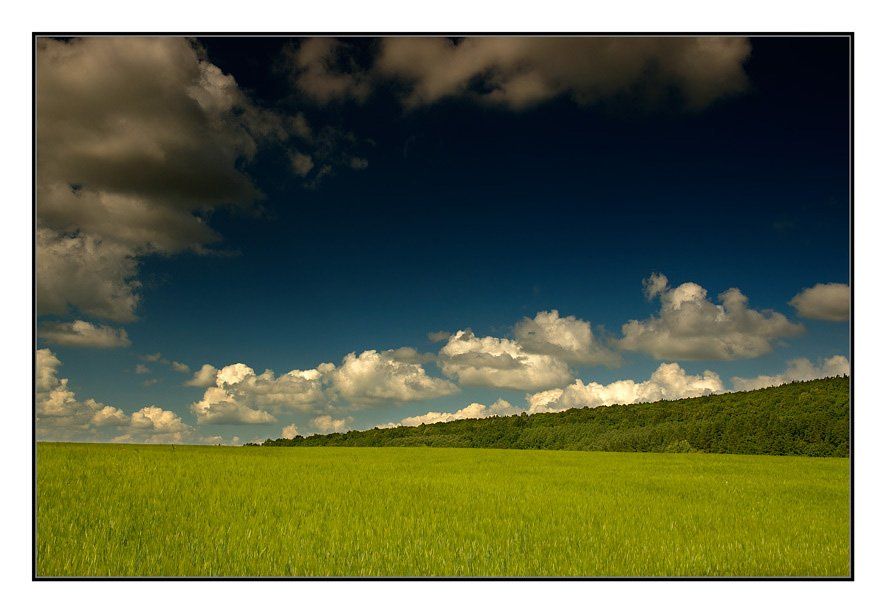 пейзаж, трава, поле, лес, Капустин Николай