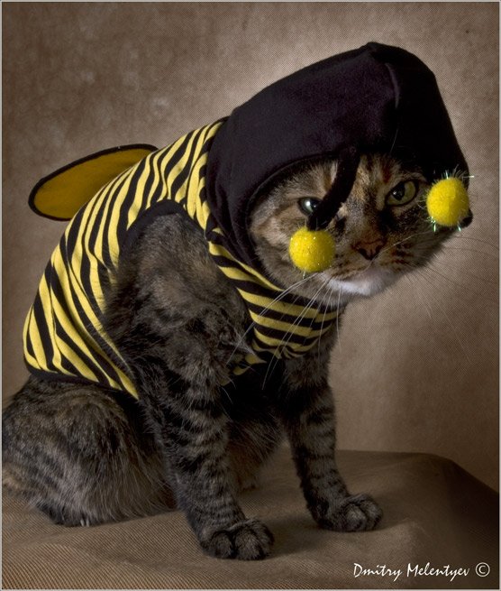 кошка пчела cat :), Dmitry Melentyev