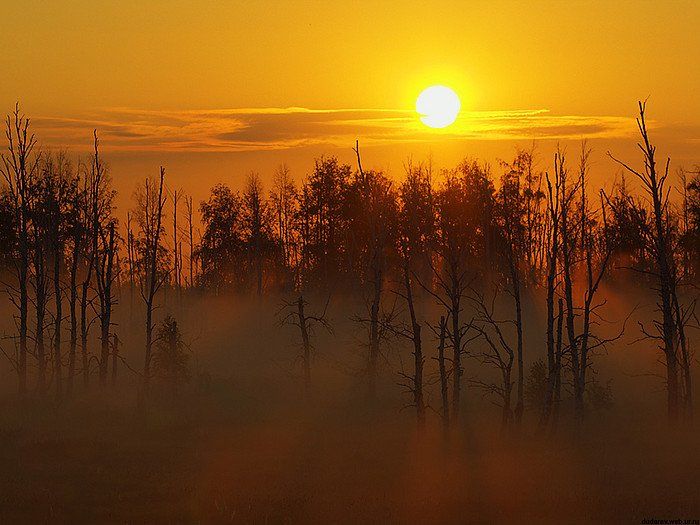 рассвет курган туман лес, Dudarev