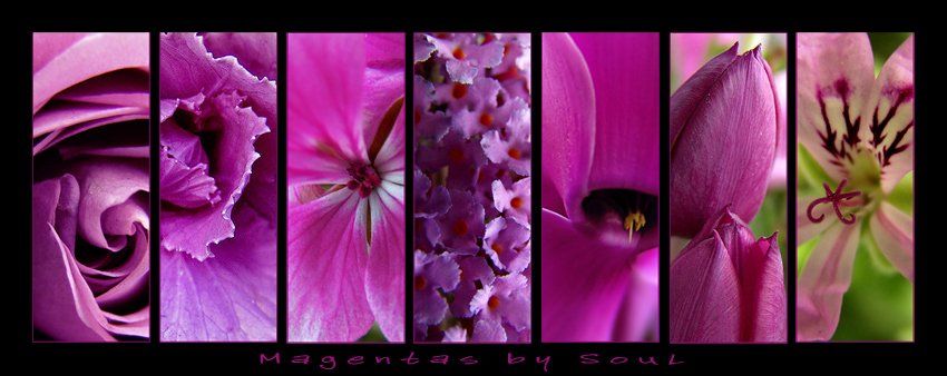 цвет цветы фуксия палитра, SouL