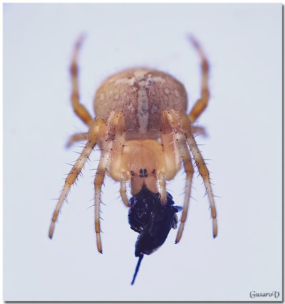паук макро муха обед охота охотник хищник, Гусаров Михаил