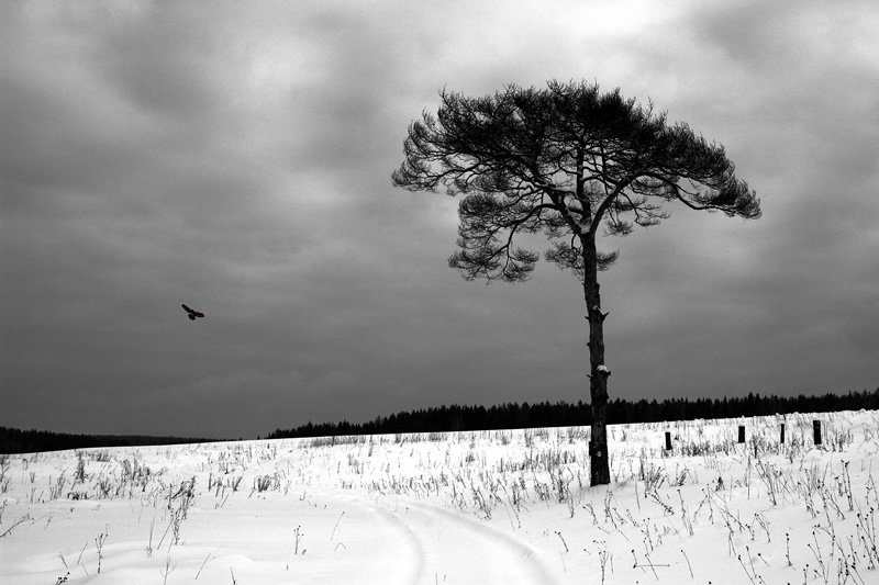 ворон, птица, дерево, зима, снег, дорога, Павел Круглик