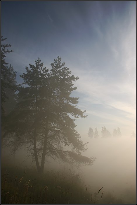 утро, туман, сосна, поле, солнце, небо, дерево, лес, трава, dyadyavasya, Дмитрий Шамин