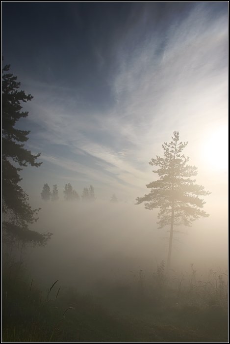 сосна, дерево, туман, лес, поле, трава, солнце, небо, облако, утро, dyadyavasya, Дмитрий Шамин